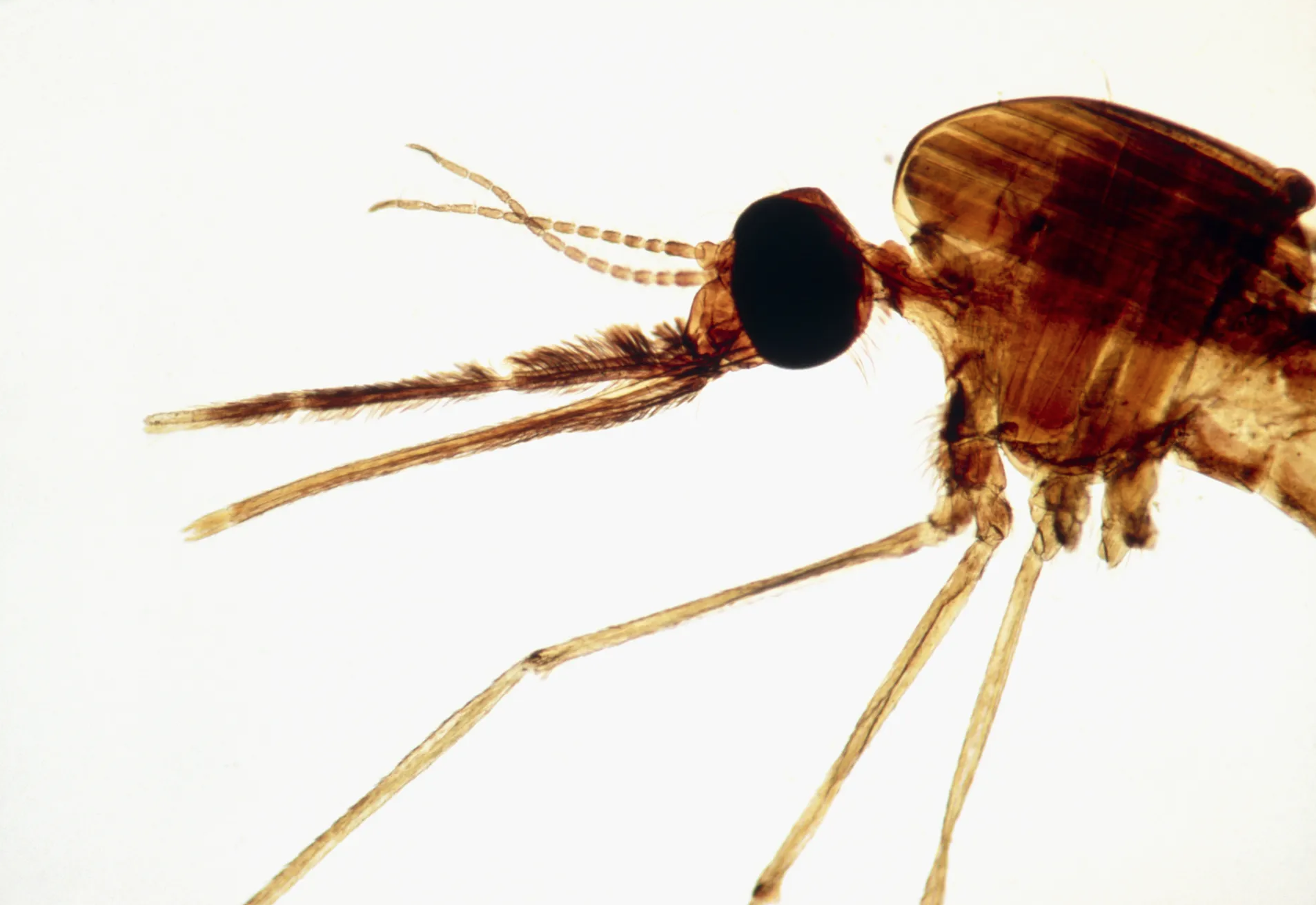 Houses That Outsmart Malaria